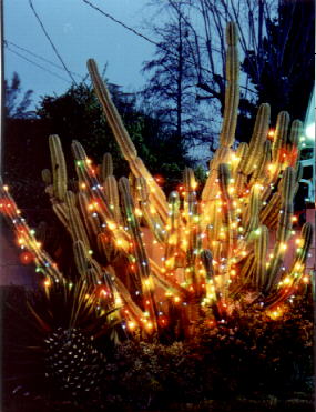 Cactus Decorated For Christmas